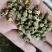 金丝皇菊，婺源皇菊，七月菊，贡菊，批发零售