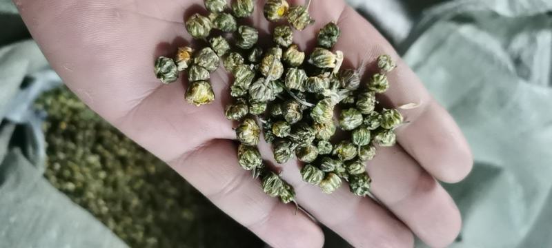 金丝皇菊，婺源皇菊，七月菊，贡菊，批发零售
