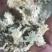 金丝皇菊，婺源皇菊，七月菊，贡菊，批发零售