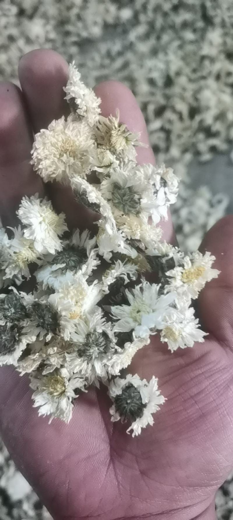 金丝皇菊，婺源皇菊，七月菊，贡菊，批发零售