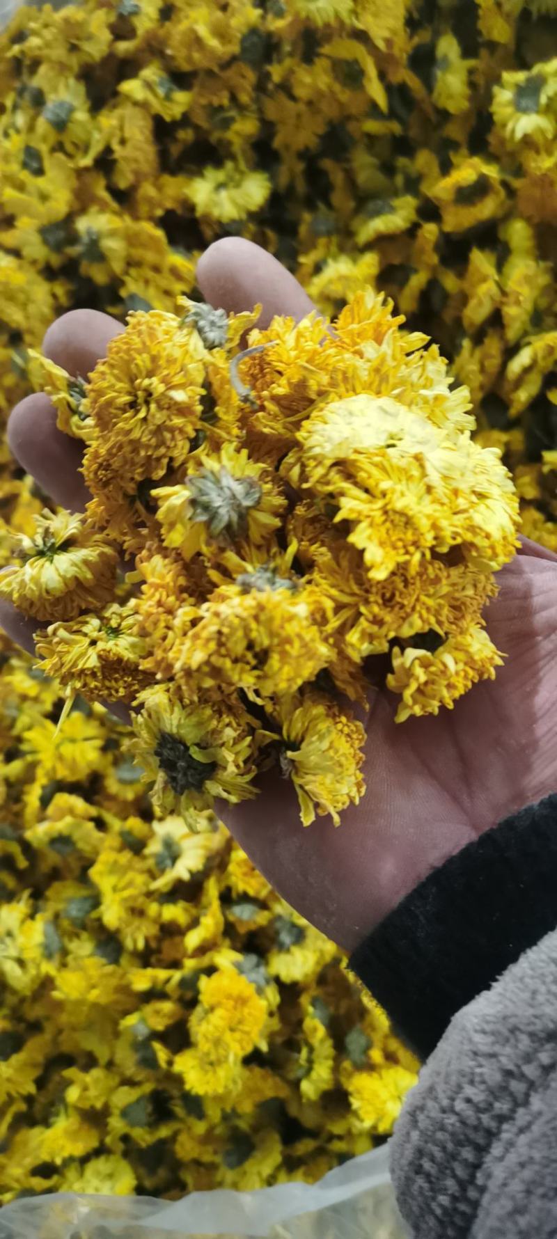 金丝皇菊，婺源皇菊，七月菊，贡菊，批发零售