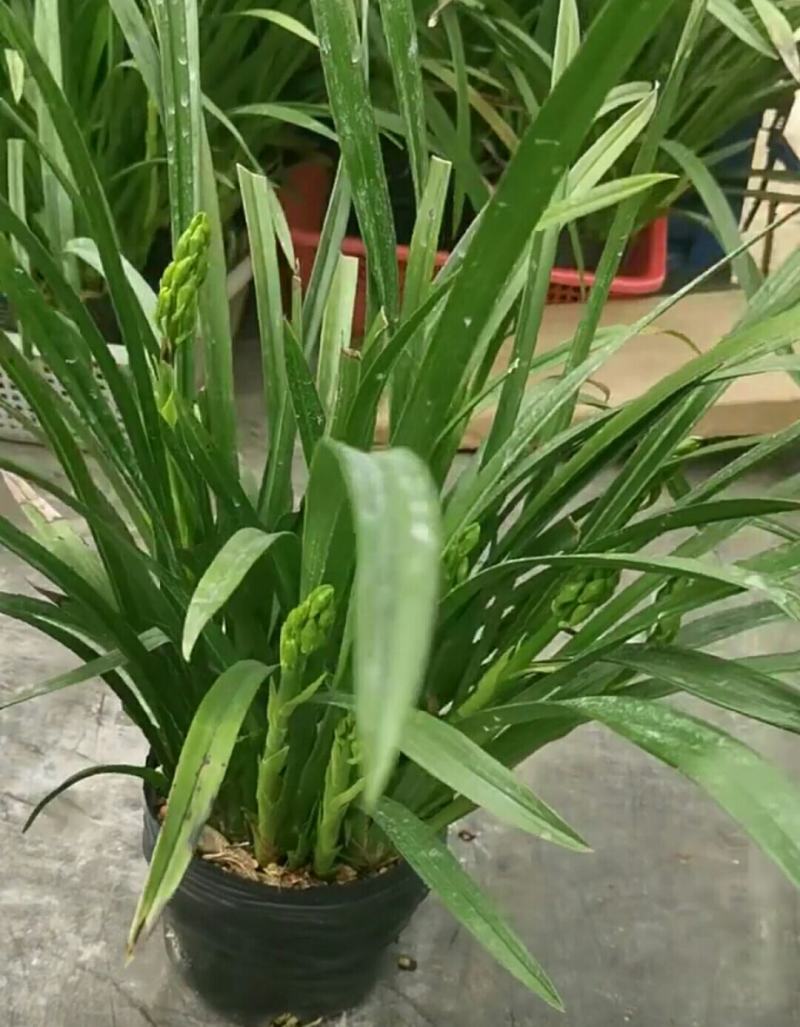 黄金小神童
