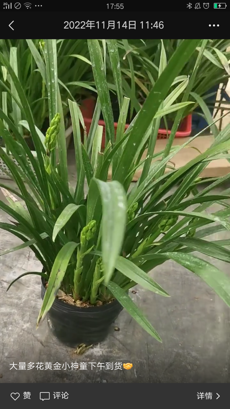 黄金小神童