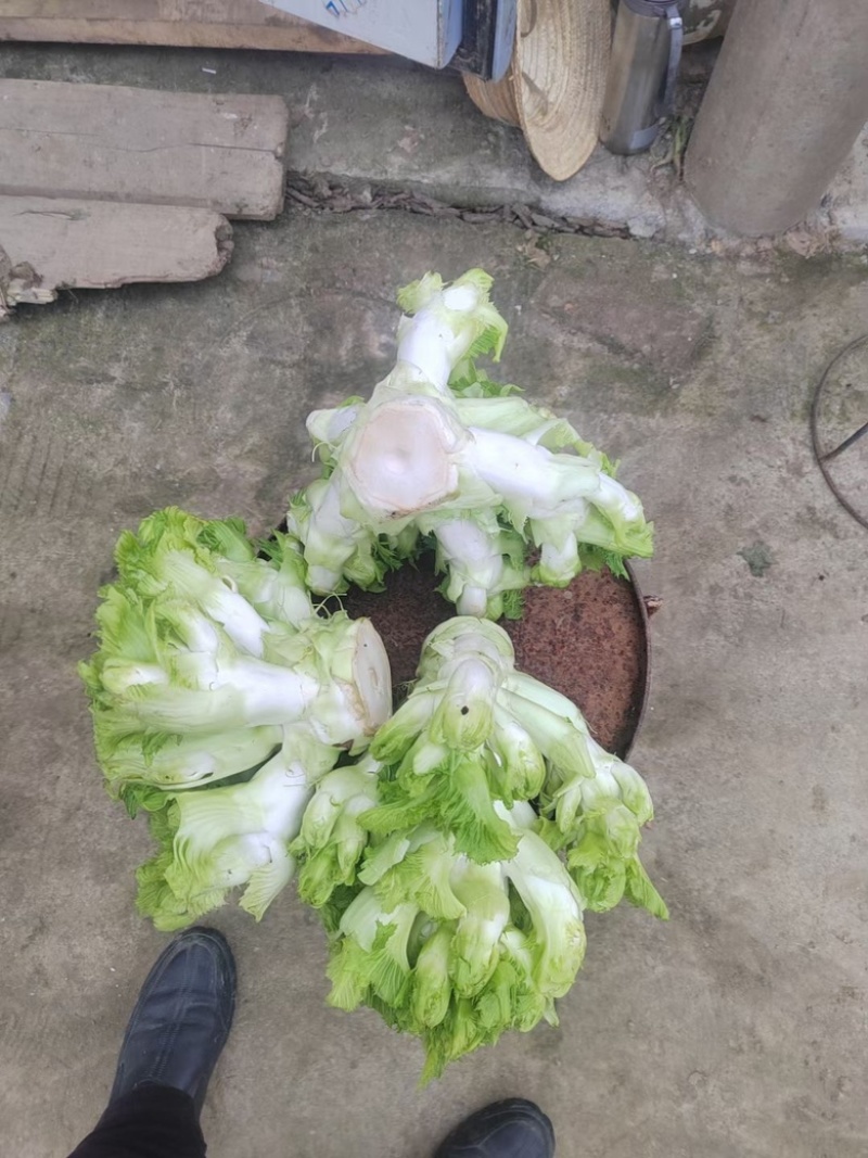 儿菜颗粒饱满清秀无抽苔平均2斤以上。货美价廉售后无忧