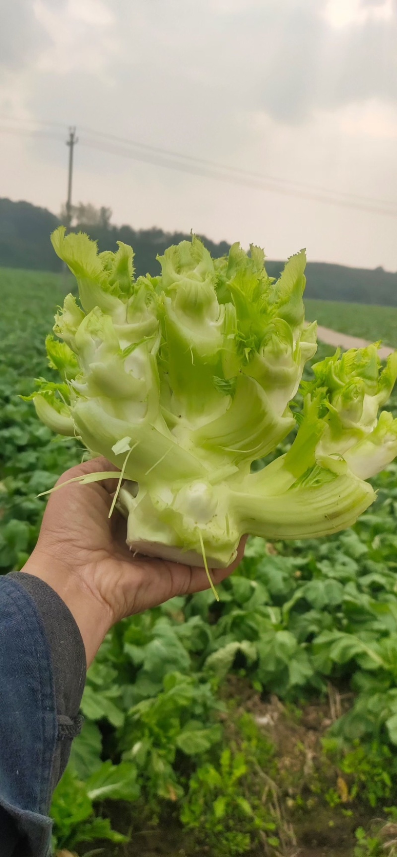 儿菜颗粒饱满清秀无抽苔平均2斤以上。货美价廉售后无忧