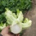 儿菜颗粒饱满清秀无抽苔平均2斤以上。货美价廉售后无忧