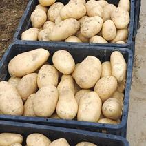 土豆大量供应、质量保证、支持各种包装、欢迎采购