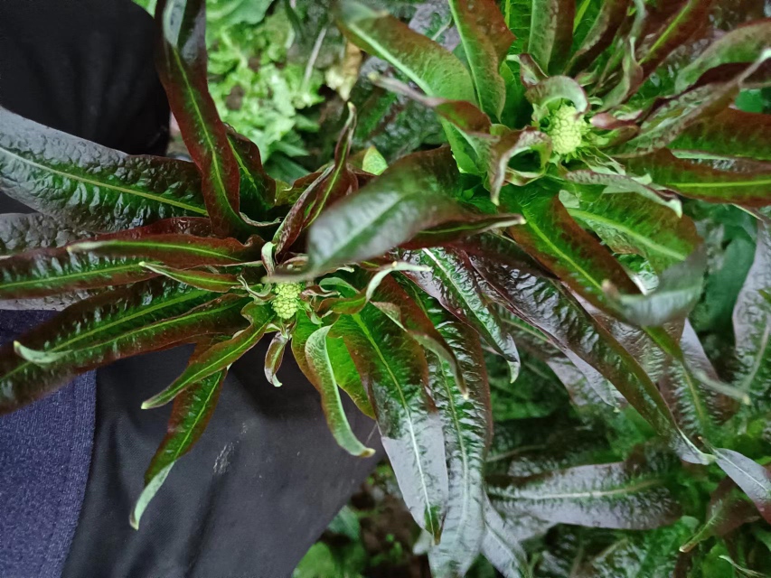 一张展示生菜与莴苣植物学分类的对比示意图,左侧为结球生菜,叶片紧密包裹成球状;右侧为茎用莴苣(莴笋),突出其粗壮的肉质茎;中间标注Lactuca sativa学名及四个主要变种分支,配有简要文字说明 生菜与莴苣的植物分类对比图