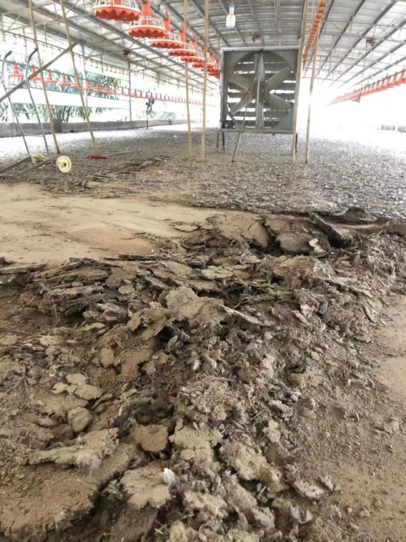 鸡场现铲纯鸡粪，谷壳鸡粪批发产地供应