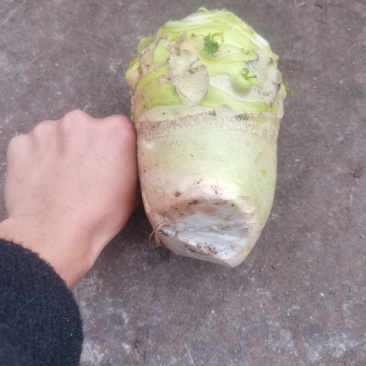四川省简阳大头菜出货了，芥菜头大量上市了，需要赶紧联系了