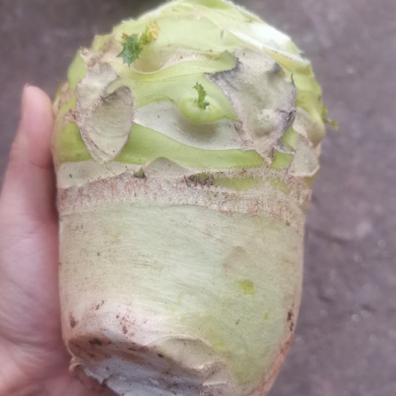 四川省简阳大头菜出货了，芥菜头大量上市了，需要赶紧联系了