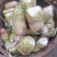 四川省简阳大头菜出货了，芥菜头大量上市了，需要赶紧联系了