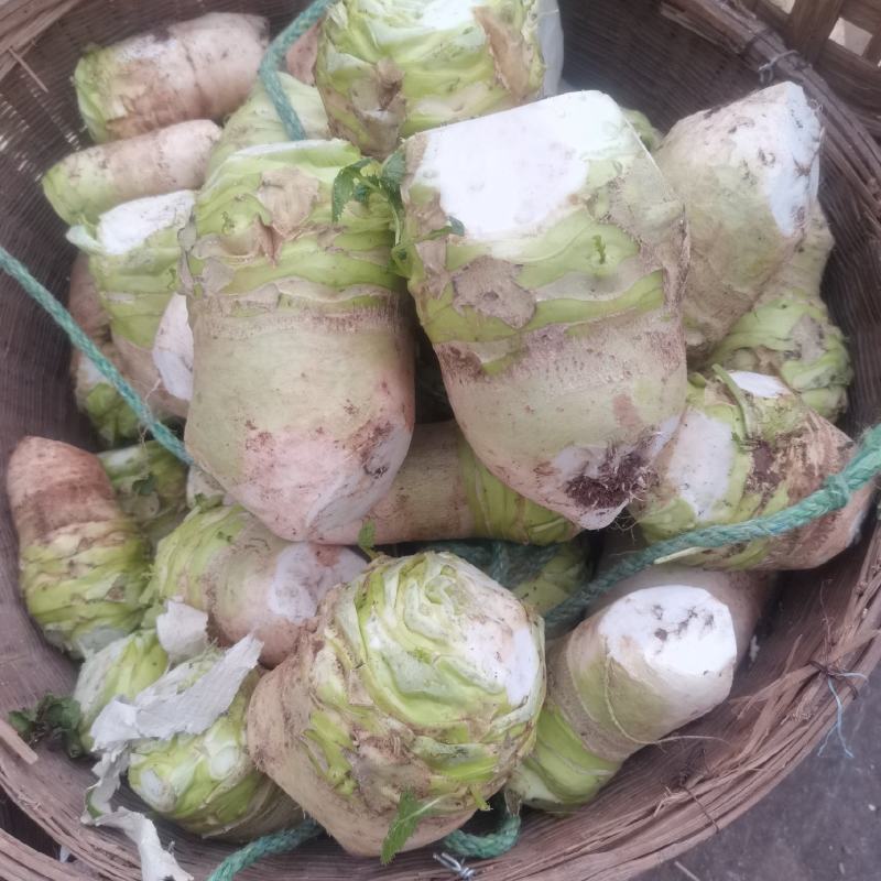 四川省简阳大头菜出货了，芥菜头大量上市了，需要赶紧联系了