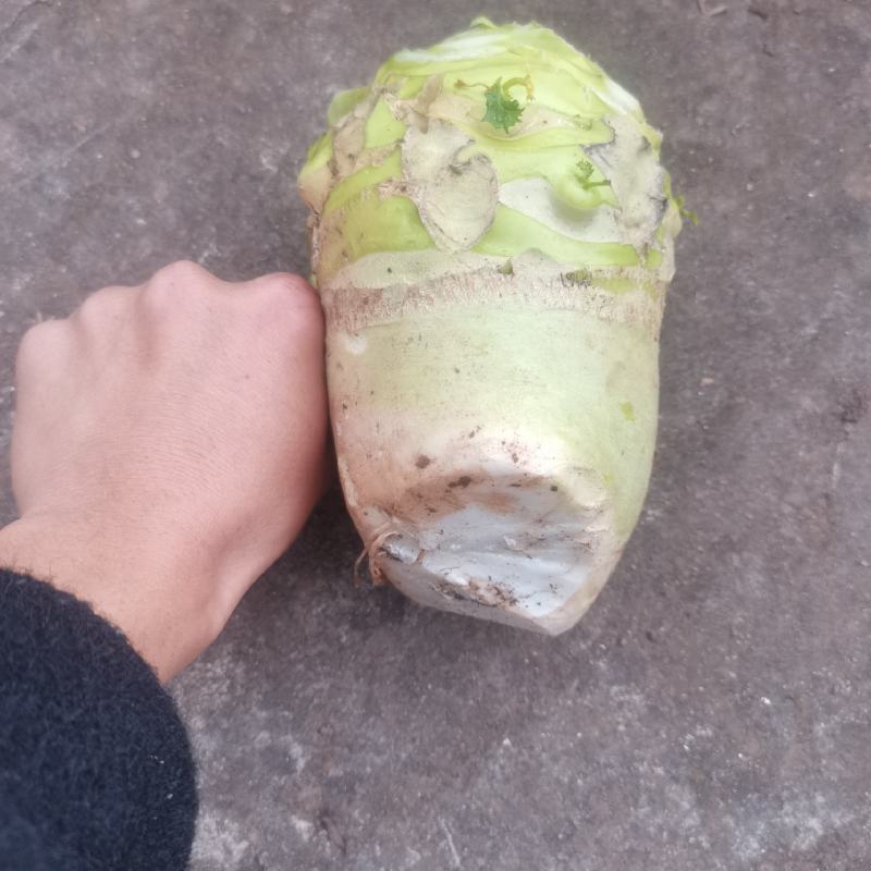 四川省简阳大头菜出货了，芥菜头大量上市了，需要赶紧联系了