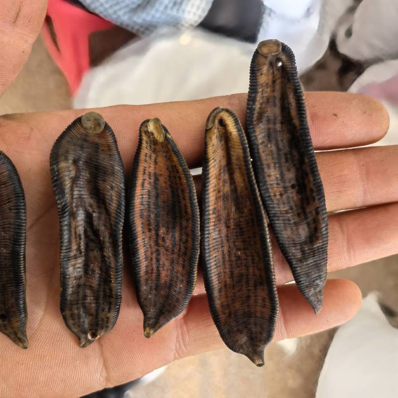 水蛭山东吊杆水蛭清水选货足干关书药业