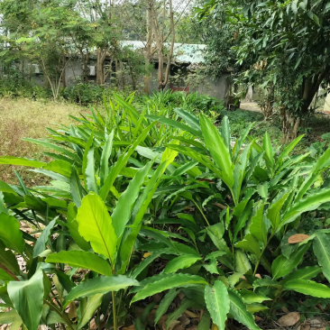 草豆蔻