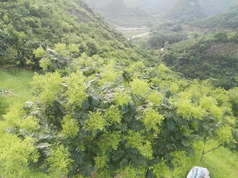 桂林金槐苗，全州金槐苗，大田金槐新品种