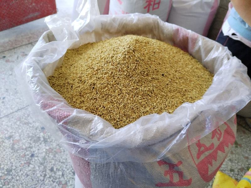桂林金槐苗，全州金槐苗，大田金槐新品种