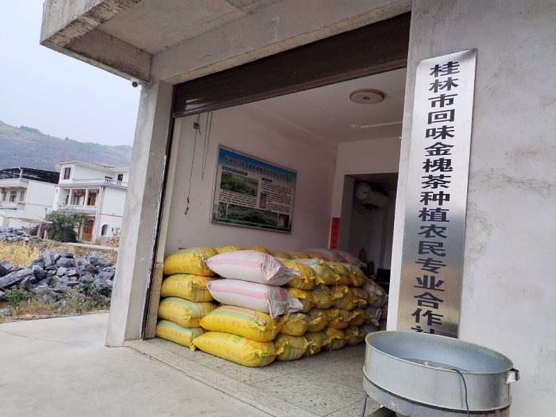 桂林金槐苗，全州金槐苗，大田金槐新品种