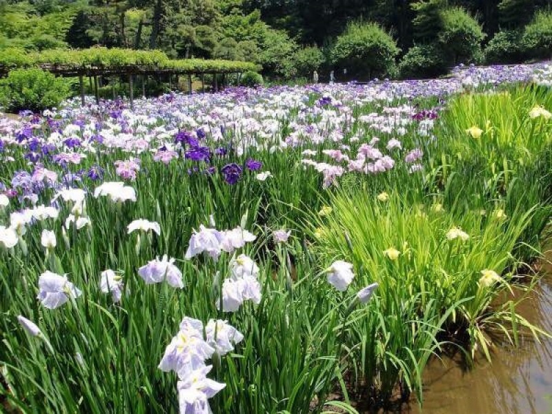 花菖蒲