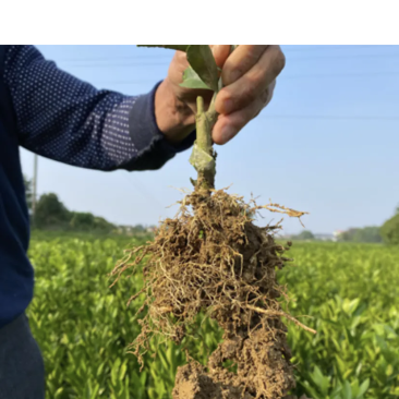 由良蜜桔苗一公分起