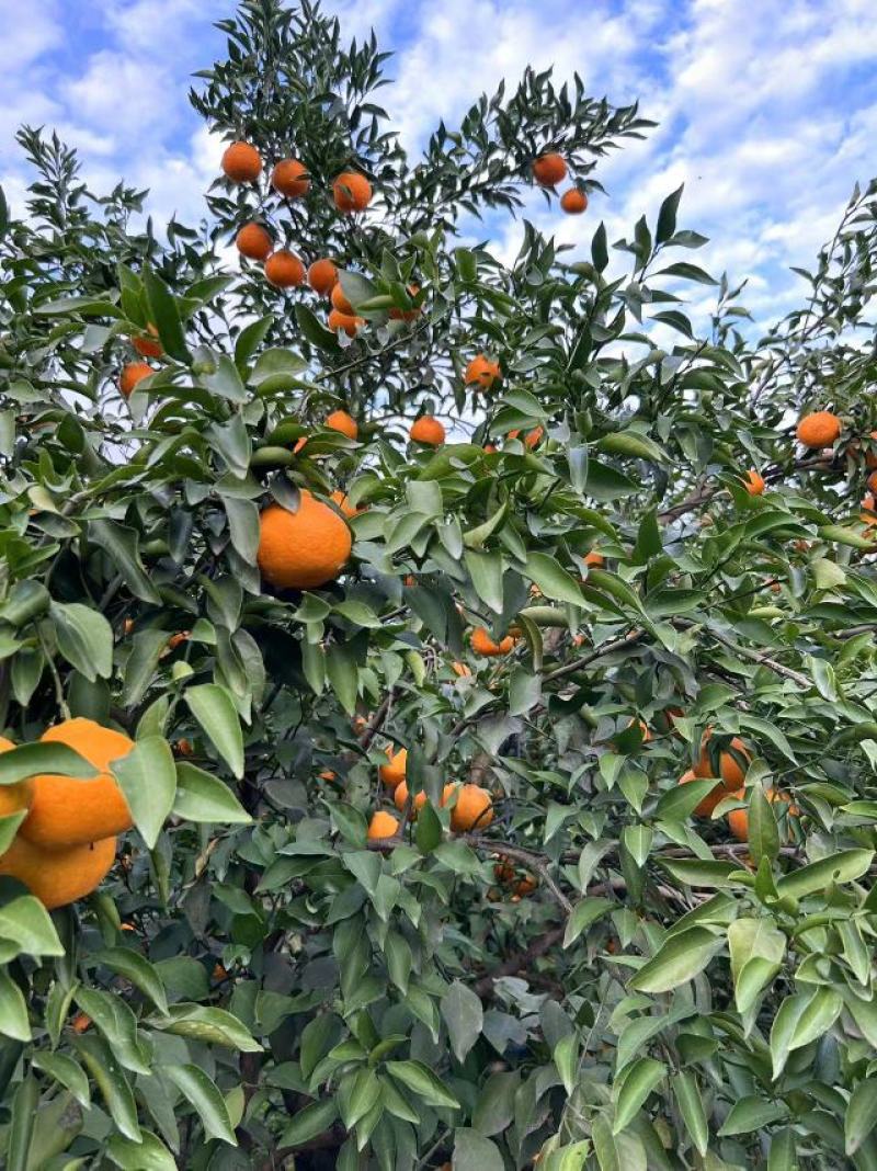 四川春见耙耙柑，纯甜化渣，水分足，颜色好，大量上市中