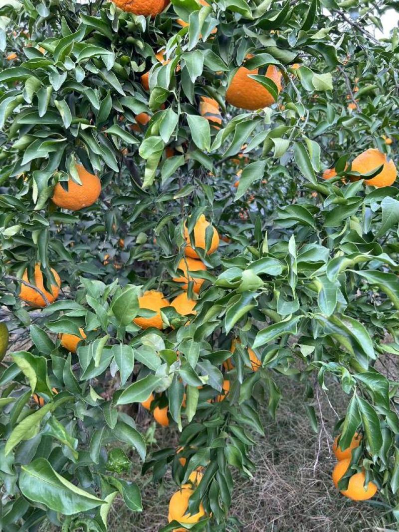 四川春见耙耙柑，纯甜化渣，水分足，颜色好，大量上市中