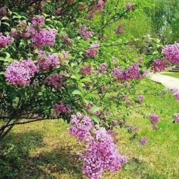 红丁香苗