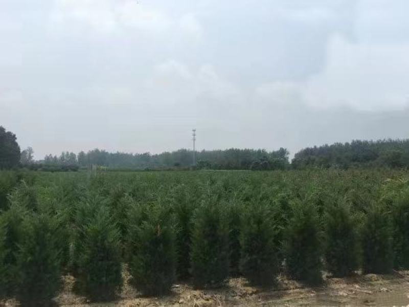 桧柏