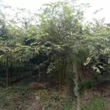 红榉苗