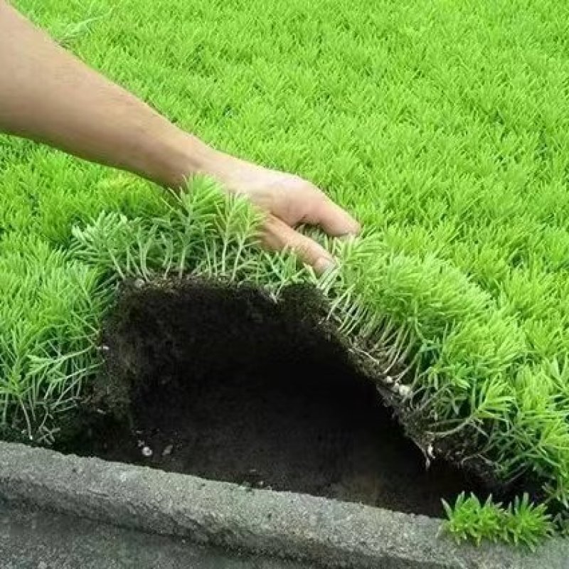 佛甲草