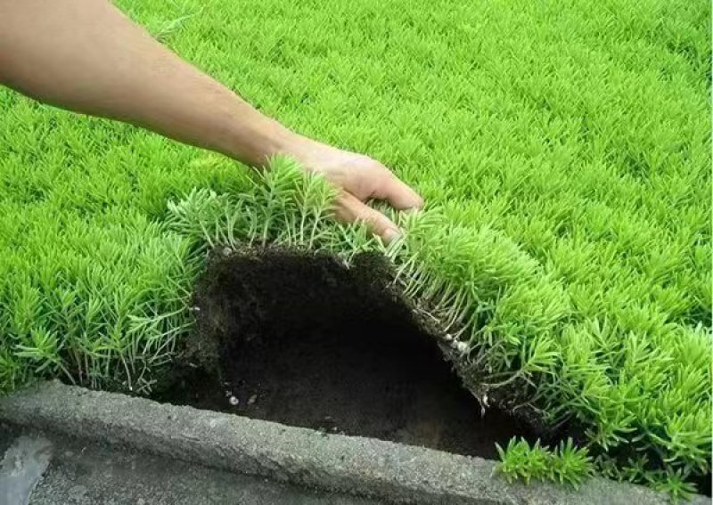 佛甲草