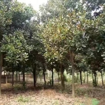 广玉兰
