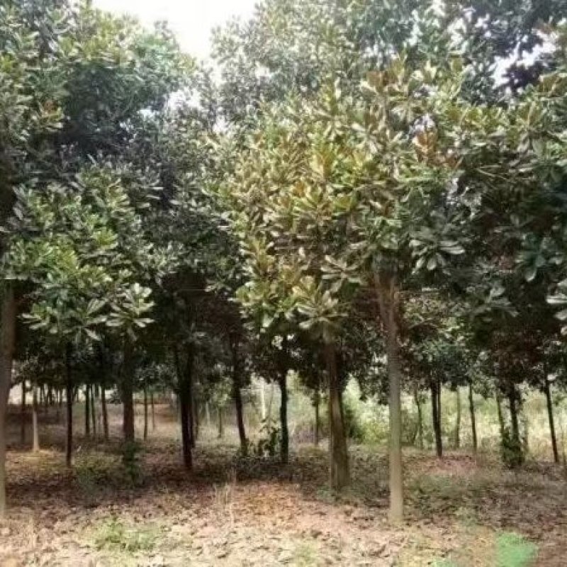 广玉兰