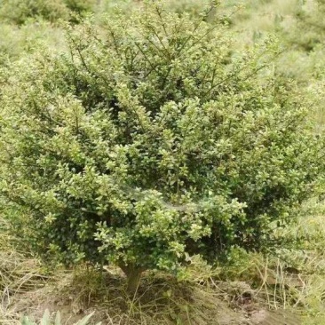 龟甲冬青球