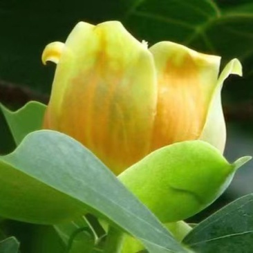 鹅掌楸苗