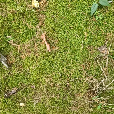 苔藓