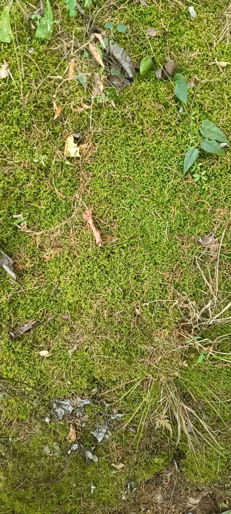 苔藓