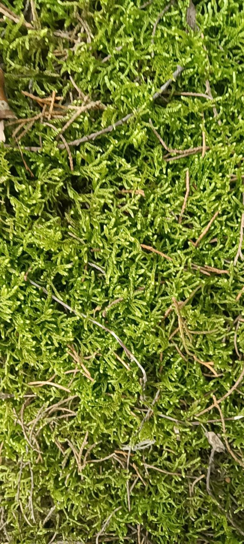 苔藓