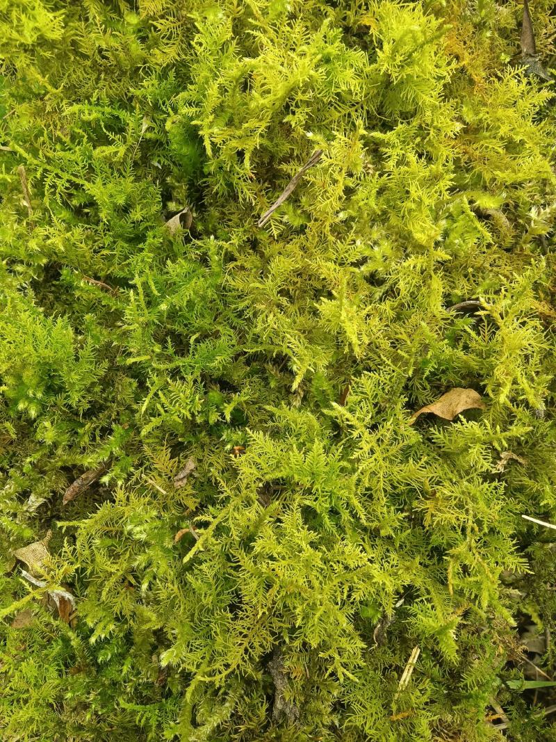 苔藓