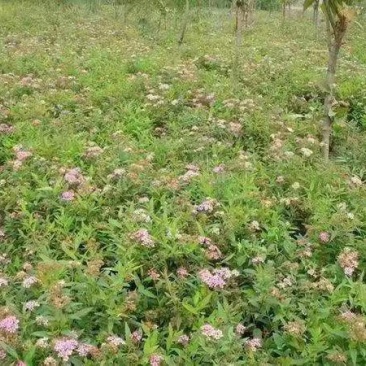 粉花绣线菊