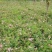 粉花绣线菊