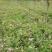 粉花绣线菊