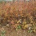 粉花绣线菊