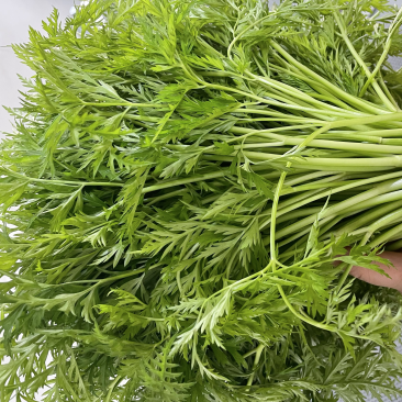 什邡市川芎苗尖，色泽鲜艳，货源充足，长期供应