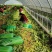 河北邯郸永年区芹菜大量上市产地货源充足新鲜现摘量大优惠