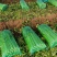 河北邯郸永年区芹菜大量上市产地货源充足新鲜现摘量大优惠