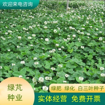 白三叶草坪种子免修剪四季青净籽护坡耐践踏除草绿化草籽除草