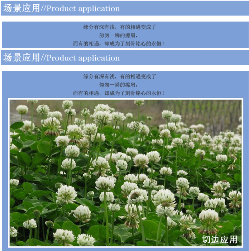 白三叶草坪种子免修剪四季青净籽护坡耐践踏除草绿化草籽除草