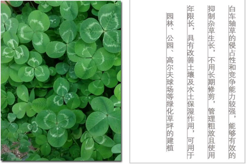 白三叶草坪种子免修剪四季青净籽护坡耐践踏除草绿化草籽除草